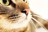 Cat's muzzle closeup 