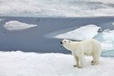 Polar bear family in natural environment  