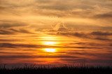 flying birds on dramatic sunset background 