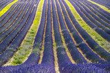 Plateau de Valensole (Provence), lavender 