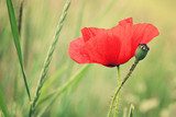 Red Poppy  and small bud 