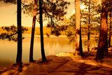 Golden light forest lake 