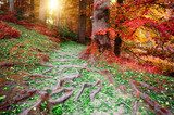 Beautiful autumn forest landscape 