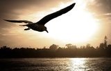 sea gull flying over the ocean at sunset 