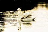 Lonely swan 