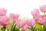 Doskonale wiosenne tulipany