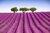 Lavender and trees uphill. Provence, France