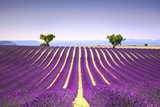 Lavender and two trees uphill. Provence, France