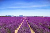 Lavender flower blooming fields endless rows. Valensole provence