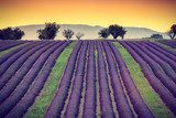 Lines of lavender near Valensole, Provence, France