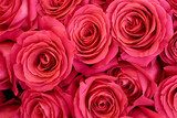 Dywan róż w różowym kolorze