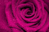 W zbliżeniu - róża w kolorze fuksji