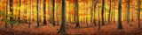 Wald im Herbst Panorama Hintergrund