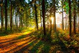 Weg durch den Wald bei strahlendem Sonnenschein