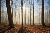 Kahler Buchenwald im Winter, Sonnenstrahlen dringen durch Nebel