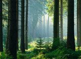 UnberÃ¼hrter nebliger naturnaher Fichtenwald im Gegenlicht, Nationalpark Harz