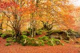 colorful autumn landscape at natural park