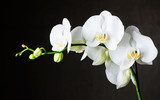 Białe na czarnym. Orchidea