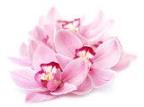 Różowe trio. Piękno orchidei