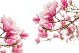 Piękna magnolia. Fototapeta. 