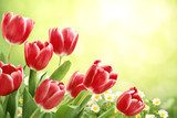 Magia czerwonego tulipana