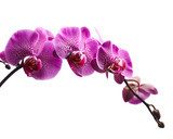 Orchidea w soczystej purpurze