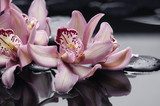 Uwodzicielska orchidea