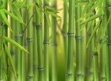 Bambusowe szaleństwo