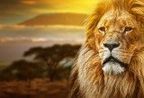 Lion portrait on savanna background and Mount Kilimanjaro 