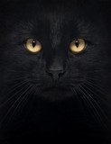 Close-up of a Black Cat looking at the camera 