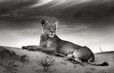Lioness on desert dune 