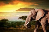 Elephant on savanna. Mount Kilimanjaro at sunset. Safari 