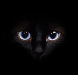 Eyes of the siamese cat in the darkness 
