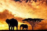 elephant at sunset 