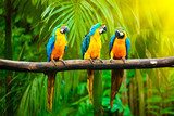 Blue-and-Yellow Macaw 