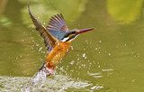 common kingfisher,Alcedo atthis 
