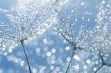 dandelion seeds with drops 