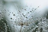 dandelion seeds with drops 