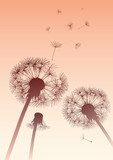 vector dandelions in sepia with flying seeds 