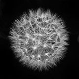 fluffy white dandelion on a black background 