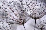 dandelion seeds 