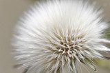 Dandelion seed 