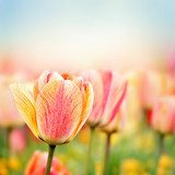 Spring tulip flowers 