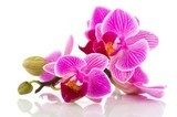 Tropical pink orchid 