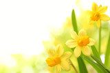 Daffodil flowers 