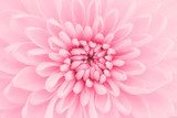 Pink chrysanthemum petals macro shot 