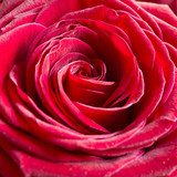 Bright Pink Rose Background 