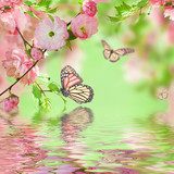Pink flower of an Oriental cherry in and butterfly 