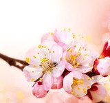 Spring Blossom. Apricot Flowers Border Art Design 