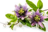 Passionsblumen: passiflora incarnata 